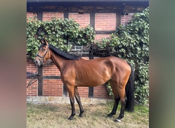 Rhinelander, Mare, 4 years, 17 hh, Brown