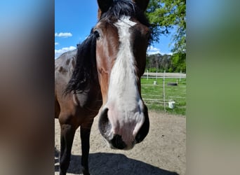 Rhinelander, Mare, 4 years, 17,1 hh, Brown