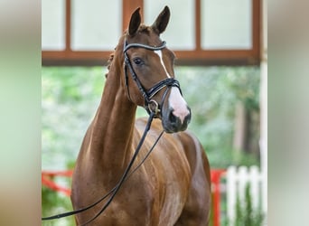 Rhinelander, Mare, 4 years, Chestnut-Red