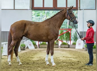 Rhinelander, Mare, 4 years, Chestnut-Red