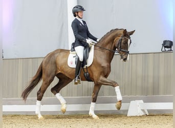 Rhinelander, Mare, 4 years, Chestnut-Red