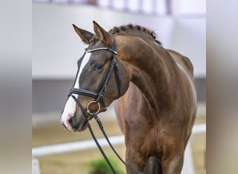 Rhinelander, Mare, 4 years