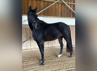 Rhinelander, Mare, 5 years, 15.2 hh, Black