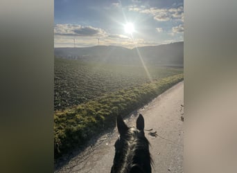 Rhinelander, Mare, 5 years, 15.2 hh, Black