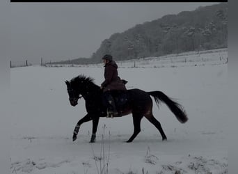 Rhinelander, Mare, 5 years, 15.2 hh, Smoky-Black