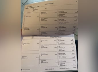 Rhinelander, Mare, 5 years, 15.2 hh, Smoky-Black