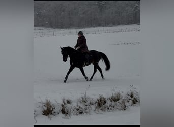 Rhinelander, Mare, 5 years, 15,2 hh, Smoky-Black