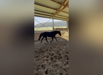 Rhinelander, Mare, 5 years, 15,2 hh, Smoky-Black