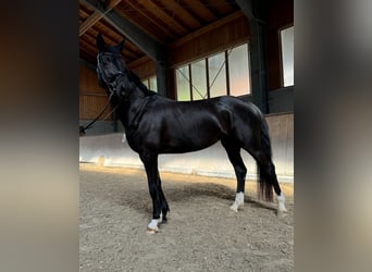 Rhinelander, Mare, 5 years, 16,1 hh, Black