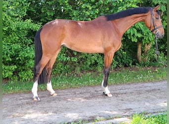 Rhinelander, Mare, 5 years, 16.1 hh, Brown