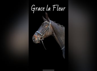 Rhinelander, Mare, 5 years, 16.1 hh, Smoky-Black