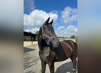 Rhinelander, Mare, 5 years, 16.2 hh, Black