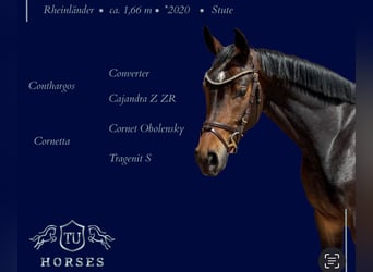 Rhinelander, Mare, 5 years, 16 hh, Bay-Dark