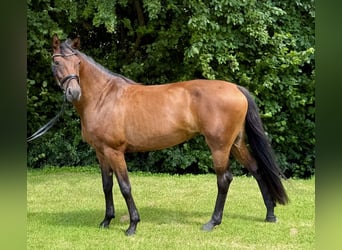 Rhinelander, Mare, 5 years, 16 hh, Brown