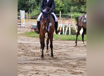 Rhinelander, Mare, 5 years, 16 hh, Brown