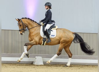 Rhinelander, Mare, 5 years, Chestnut-Red