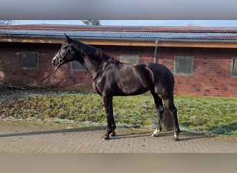 Rhinelander, Mare, 6 years, 16,1 hh, Black