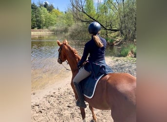 Rhinelander, Mare, 6 years, 16.1 hh, Chestnut-Red