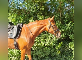 Rhinelander, Mare, 6 years, 16.1 hh, Chestnut-Red