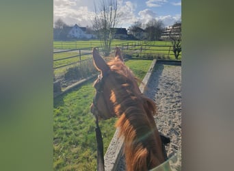 Rhinelander, Mare, 6 years, 16.1 hh, Chestnut-Red