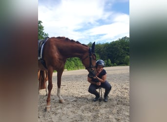 Rhinelander, Mare, 6 years, 16.1 hh, Chestnut-Red