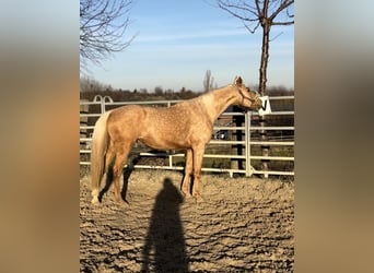 Rhinelander, Mare, 6 years, 16.1 hh, Palomino