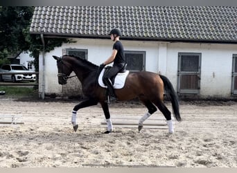 Rhinelander, Mare, 6 years, 16.2 hh, Bay-Dark