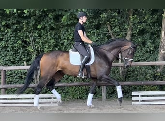 Rhinelander, Mare, 6 years, 16.2 hh, Bay-Dark