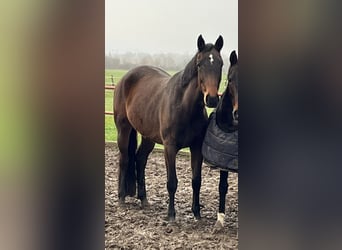 Rhinelander, Mare, 6 years, 16,2 hh, Brown