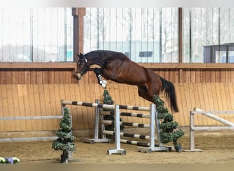 Rhinelander, Mare, 6 years, 16,2 hh, Brown