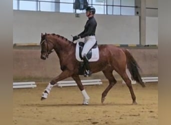 Rhinelander, Mare, 6 years, 16 hh, Chestnut-Red