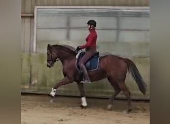 Rhinelander, Mare, 6 years, 16 hh, Chestnut-Red