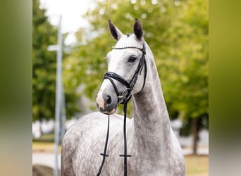 Rhinelander, Mare, 6 years, 16 hh, Chestnut-Red