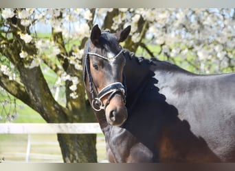 Rhinelander, Mare, 6 years, 16,1 hh, Bay-Dark