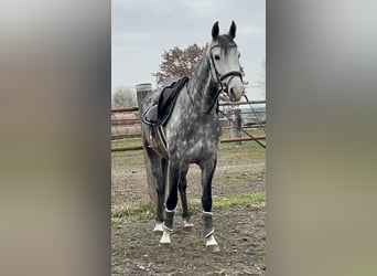 Rhinelander, Mare, 7 years, 15,3 hh, Gray-Dapple