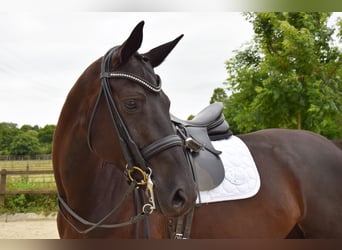 Rhinelander, Mare, 7 years, 16,1 hh, Black