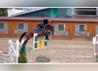 Rhinelander, Mare, 7 years, 16,1 hh, Brown