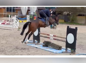 Rhinelander, Mare, 7 years, 16,1 hh, Brown