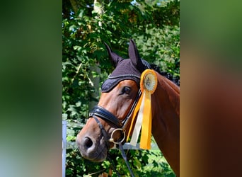 Rhinelander, Mare, 7 years, 16,1 hh, Brown