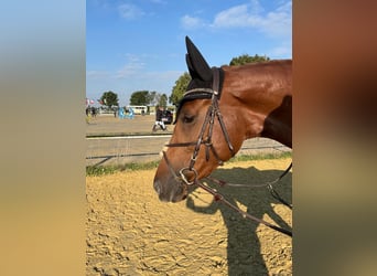 Rhinelander, Mare, 7 years, 16,1 hh, Chestnut-Red