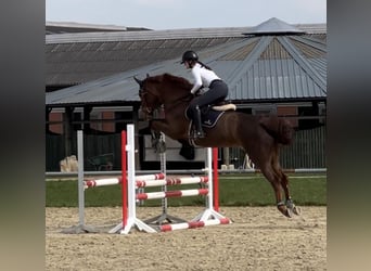 Rhinelander, Mare, 7 years, 16,1 hh, Chestnut-Red