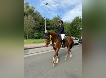 Rhinelander, Mare, 7 years, 16,1 hh, Chestnut-Red