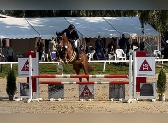 Rhinelander, Mare, 7 years, 16,1 hh, Chestnut-Red