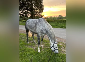 Rhinelander, Mare, 7 years, 16,1 hh, Gray-Dapple