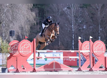 Rhinelander, Mare, 7 years, 16.2 hh, Brown