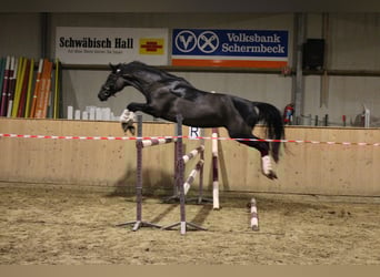 Rhinelander, Mare, 7 years, 16 hh, Black