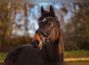 Rhinelander, Mare, 7 years, 16 hh, Brown