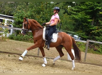 Rhinelander, Mare, 7 years, 16 hh, Chestnut-Red