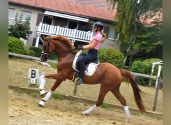 Rhinelander, Mare, 7 years, 16 hh, Chestnut-Red