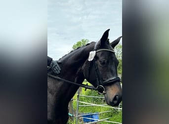 Rhinelander, Mare, 7 years, 16,2 hh, Black
